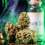 Big Z | Wizard Trees - Only Seeds