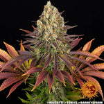 Biscotti | Barneys Farm - Only Seeds