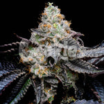 Blueberry Bubble Gum | Cookies Seeds - Only Seeds
