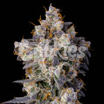 Cherry Zelato | Cookies Seeds - Only Seeds