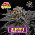 Cherrymosa | Perfect Tree - Only Seeds
