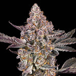 Orange Sapphire | Maven Genetics - Only Seeds