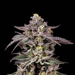 Monaco | Nine Weeks Harvest - Only Seeds