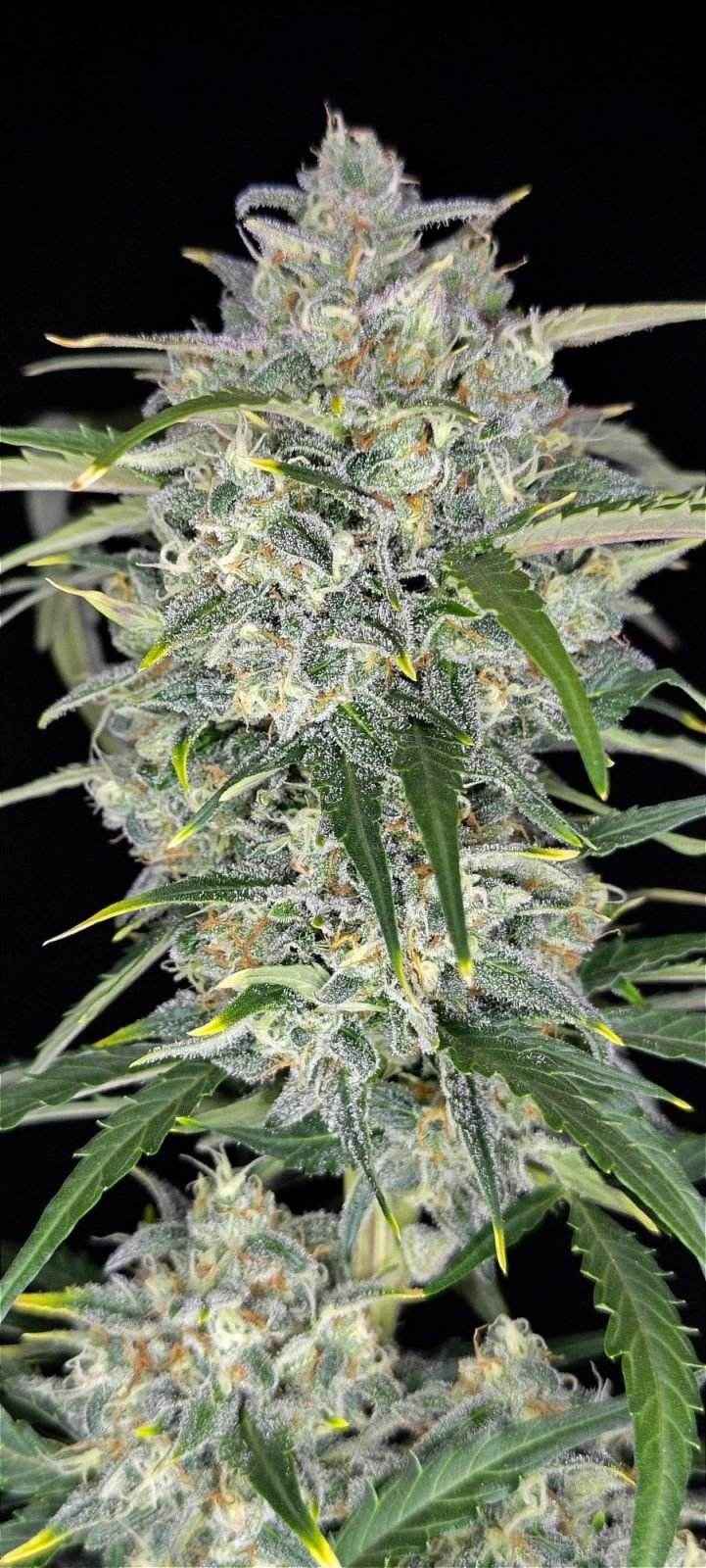 Sour Jealousy Auto | Fast Buds