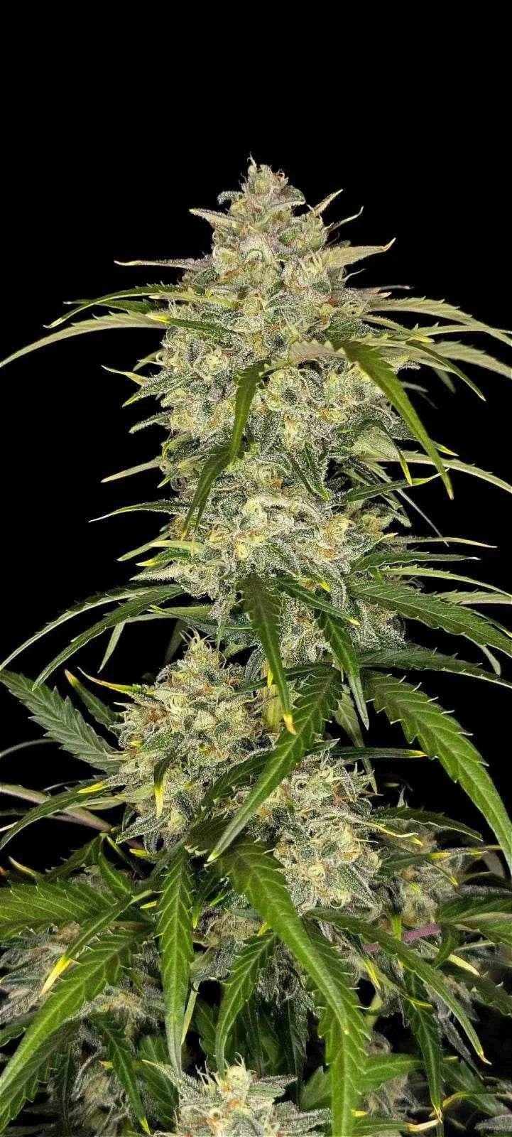 Sour Jealousy Auto | Fast Buds