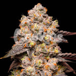 Dried Fruit | Cookies Seeds - Only Seeds