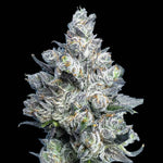 Apples and Diamonds (Regulär) | Maven Genetics - Only Seeds
