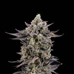 Häagen-Runtz | Nine Weeks Harvest - Only Seeds