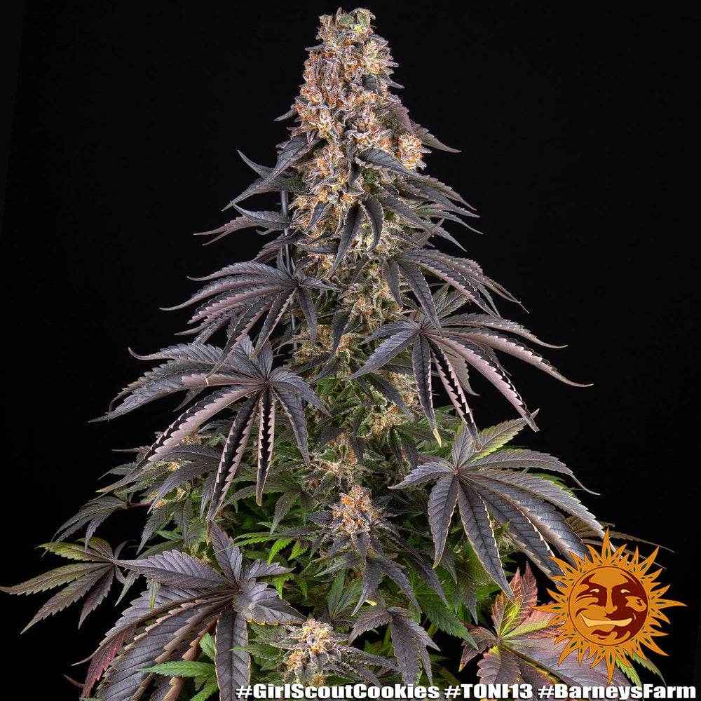 Girl Scout Cookies | Barneys Farm