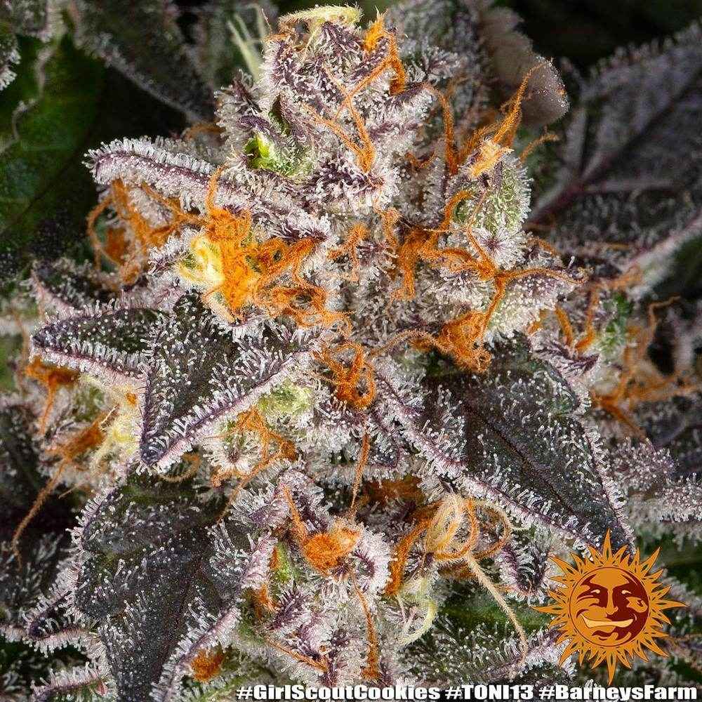 Girl Scout Cookies | Barneys Farm