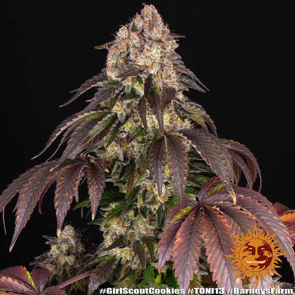 Girl Scout Cookies | Barneys Farm