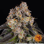 Girl Scout Cookies | Barneys Farm - Only Seeds
