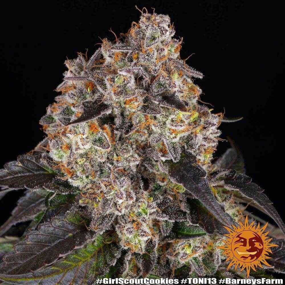 Girl Scout Cookies | Barneys Farm