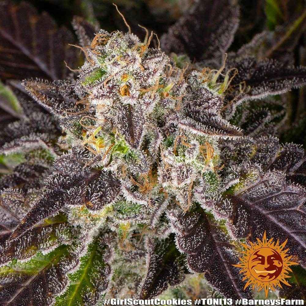 Girl Scout Cookies | Barneys Farm