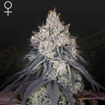 Lemon Orange | Green House Seeds - Only Seeds