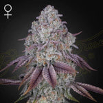 Persian Pie | Green House Seeds - Only Seeds