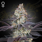 Ztrawberry | Green House Seeds - Only Seeds