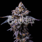 Hollywood | Cookies Seeds - Only Seeds