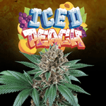 Iced Peach | Perfect Tree - Only Seeds