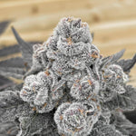 Strawberry Gummys | Grounded Genetics - Only Seeds