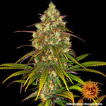 Liberty Haze | Barneys Farm - Only Seeds