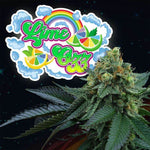 Lime Ozz | Perfect Tree - Only Seeds