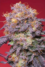 Zerberry | Grounded Genetics - Only Seeds