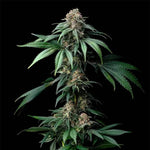 Mendo Breath | Barneys Farm - Only Seeds
