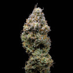 Miklo | Lemonnade - Only Seeds