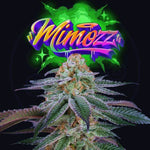 Mimozz | Perfect Tree - Only Seeds