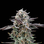 Mirage | Nine Weeks Harvest - Only Seeds