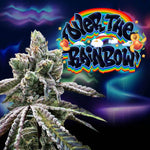 Over the Rainbow (Regulär) | Perfect Tree - Only Seeds