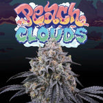 Peach Clouds | Perfect Tree - Only Seeds