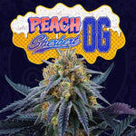 Peach Sherbert OG | Perfect Tree - Only Seeds