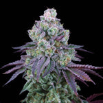 Coconut Chalice | Perfect Tree - Only Seeds
