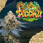 Picchu | Perfect Tree - Only Seeds