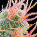 Pink Honey | Grounded Genetics - Only Seeds
