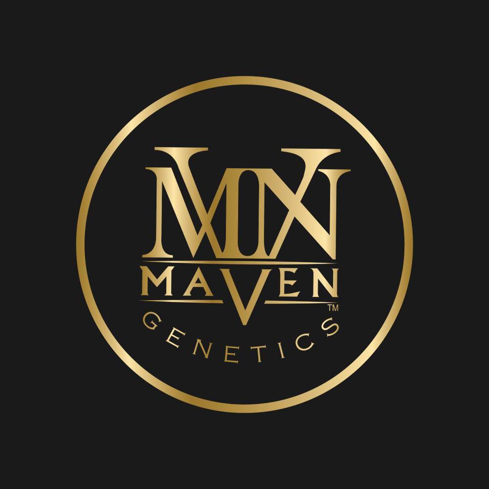 Shangri-La x Prizm | Maven Genetics - Only Seeds Europe