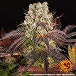 Purple Punch X Lemon Drizzle | Barneys Farm - Only Seeds