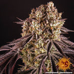 Purple Punch | Barneys Farm - Only Seeds