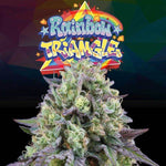 Rainbow Triangle | Perfect Tree - Only Seeds