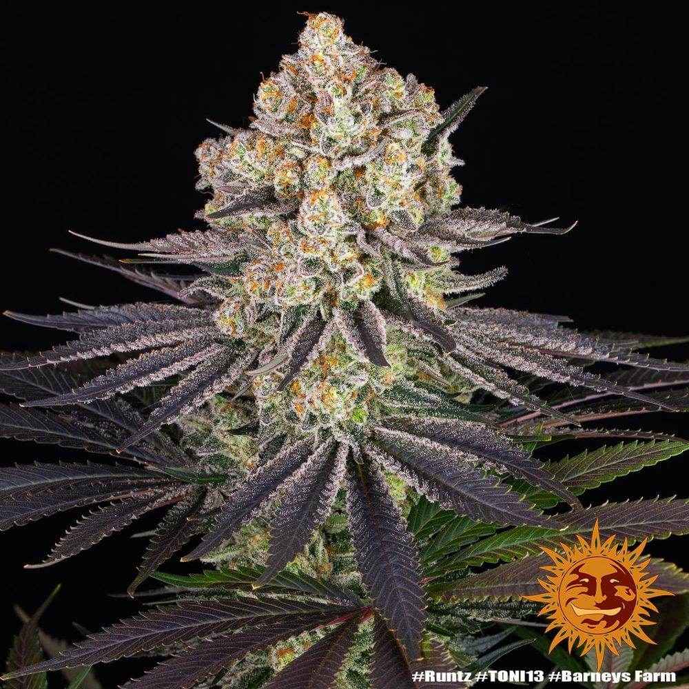 Runtz | Barneys Farm