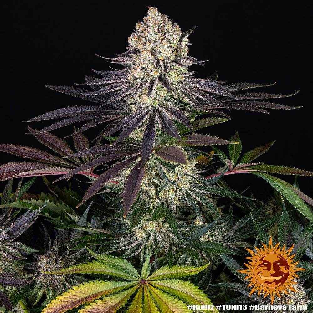 Runtz | Barneys Farm
