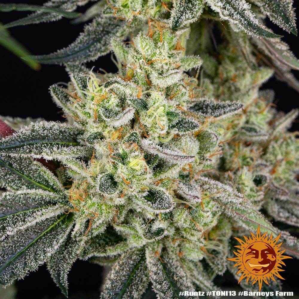 Runtz | Barneys Farm