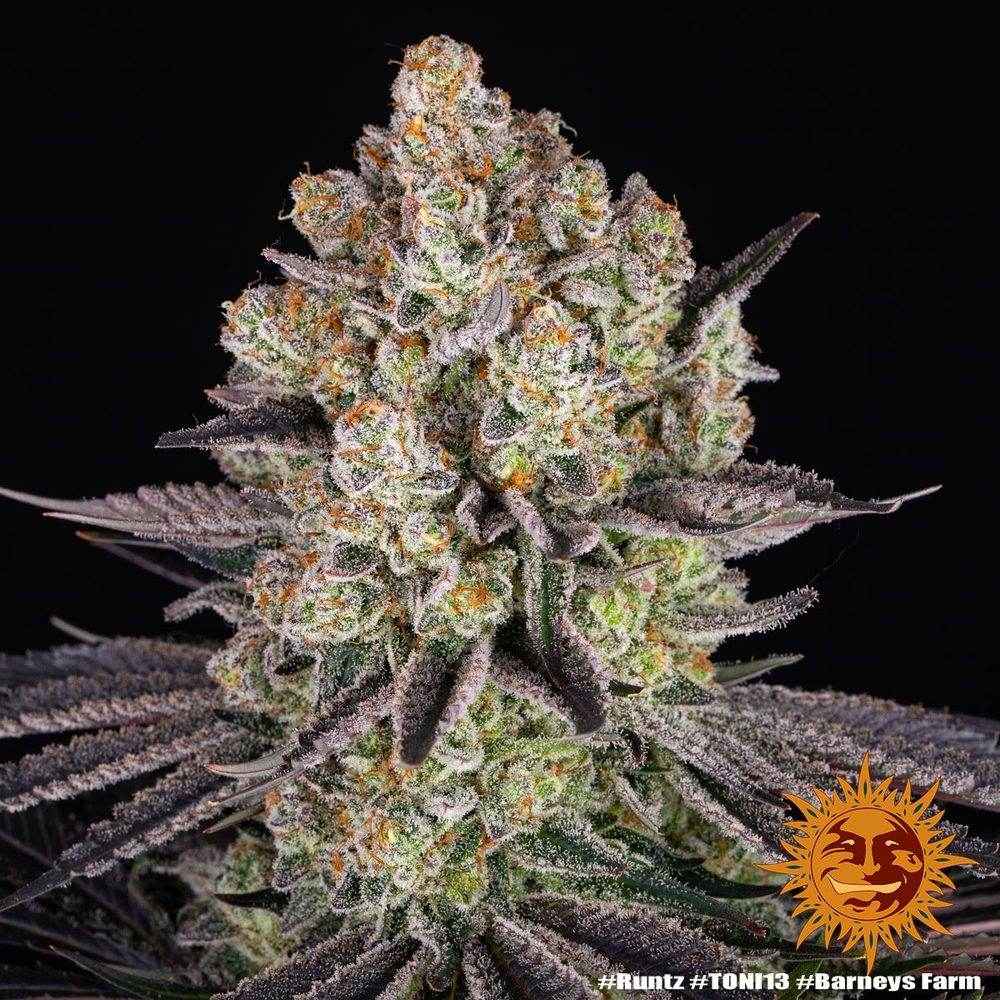 Runtz | Barneys Farm