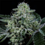 Side Piece | Wizard Trees - Only Seeds
