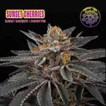 Sunset Cherries | Perfect Tree - Only Seeds