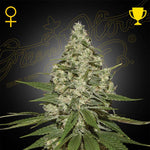 Super Lemon Haze | Green House Seeds - Only Seeds