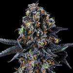 White Soho | Wizard Trees - Only Seeds