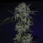 White Zangria | Wizard Trees - Only Seeds